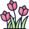 tulips